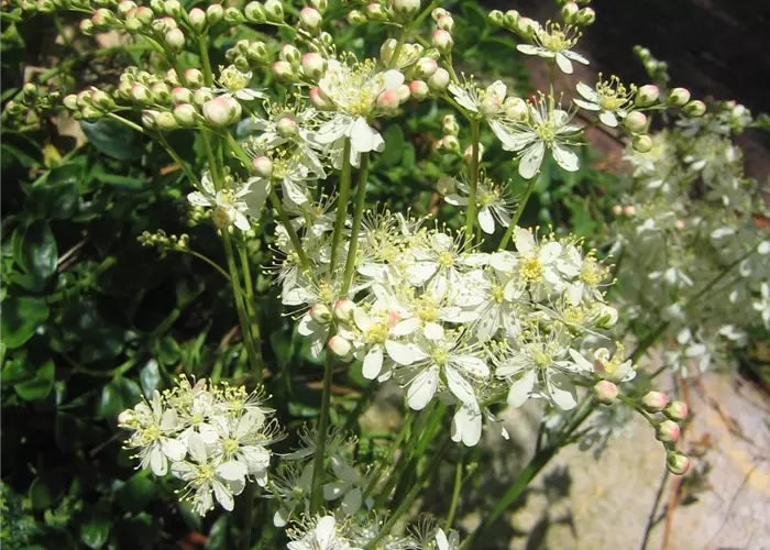 Filipendula vulgaris