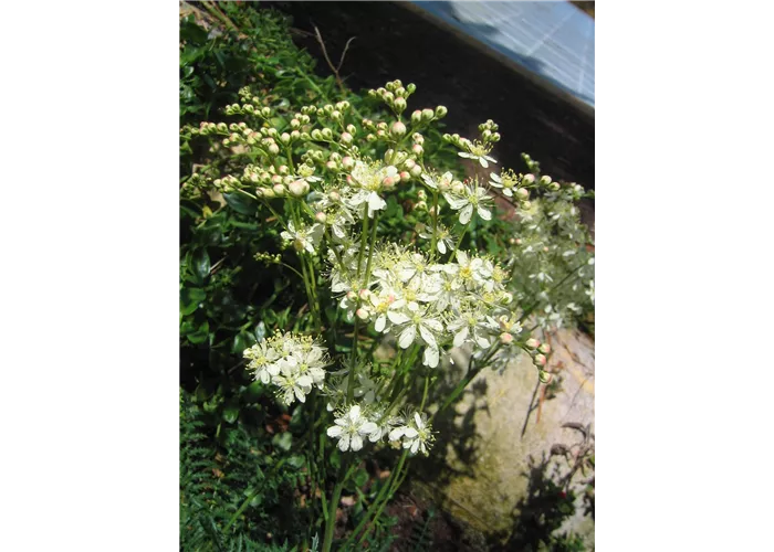 Filipendula vulgaris