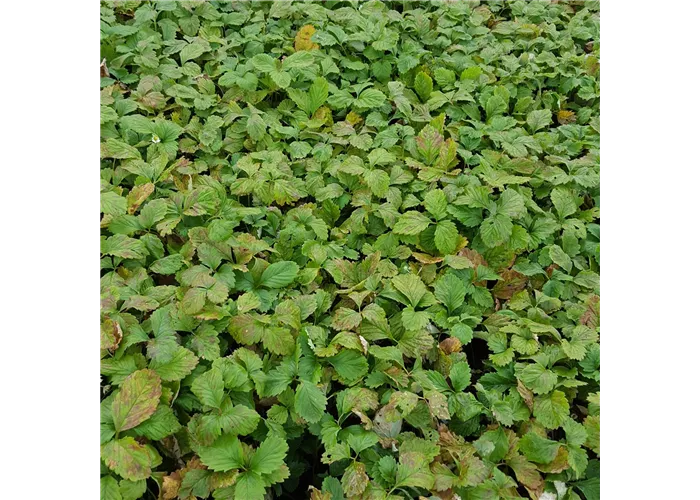 Fragaria vesca var.semperfl.'Alexandria'