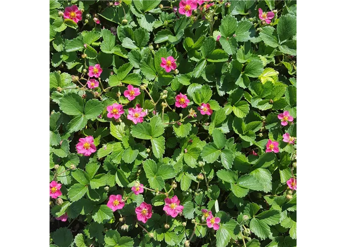 Fragaria x ananassa 'Lipstick' -R-