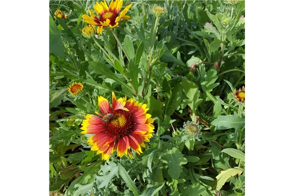 Großblumige Garten-Kokardenblume 'Bremen'