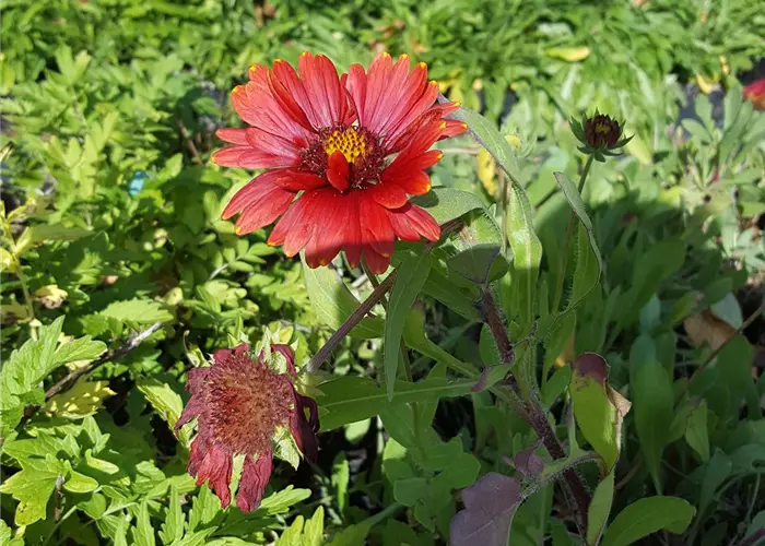 Gaillardia x grandiflora 'Burgunder'