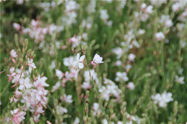 Garten-Prachtkerze 'Whirling Butterflies'