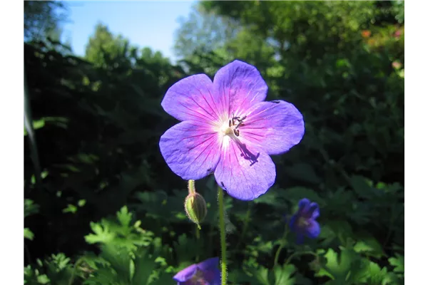 Garten-Storchschnabel 'Gravetye'