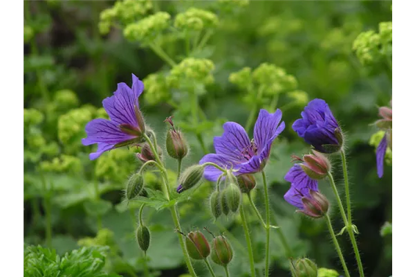 Behaarter Garten-Storchschnabel 'Vital'