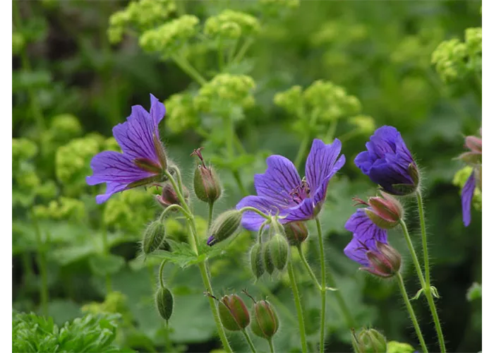 Geranium ibericum 'Vital'