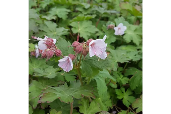 Garten-Storchschnabel 'Ingwersen'