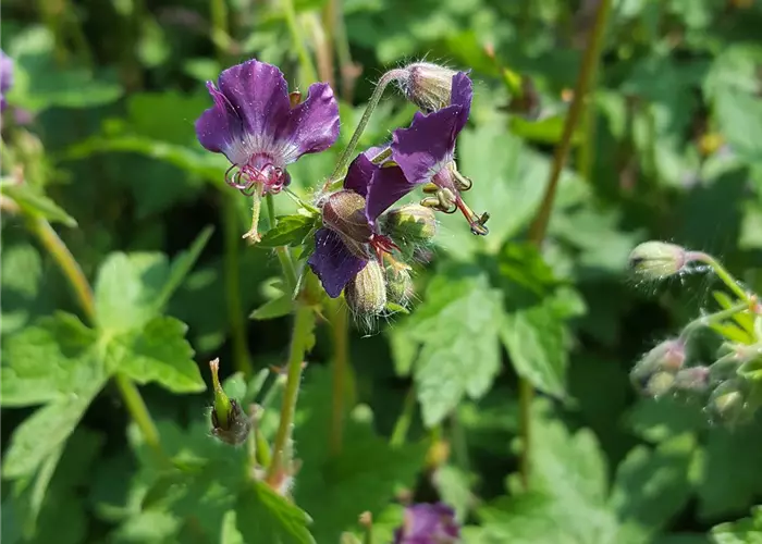Geranium phaeum