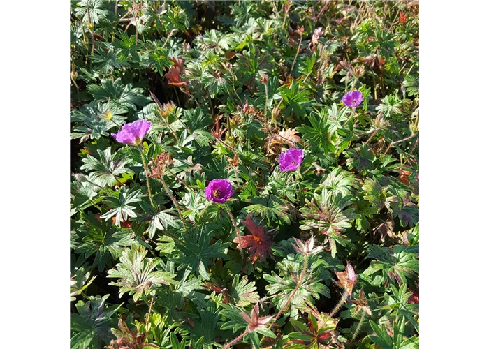 Geranium sanguineum 'Nanum'