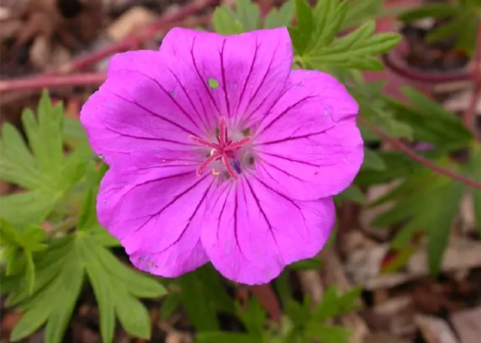 Geranium sanguineum 'Tiny Monster'