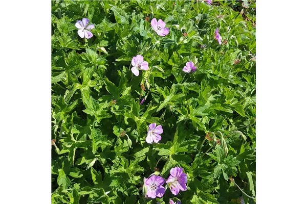 Garten-Storchschnabel 'Silvia´s Surprise'®