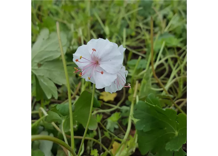 Geranium x cantabrigiense 'Biokovo'