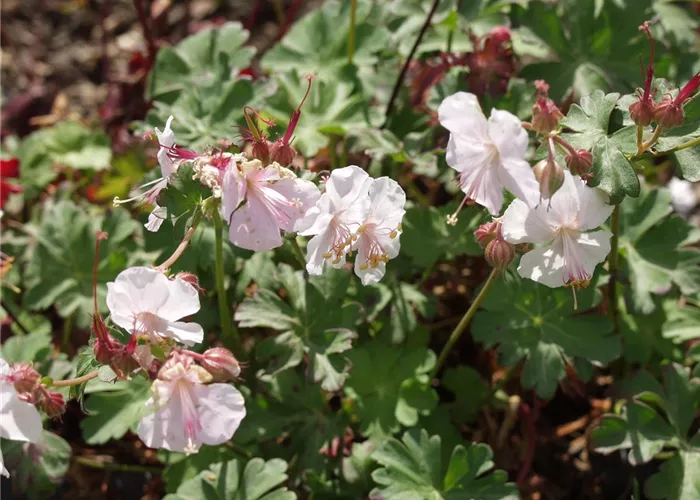 Geranium x cantabrigiense 'Saint Ola'