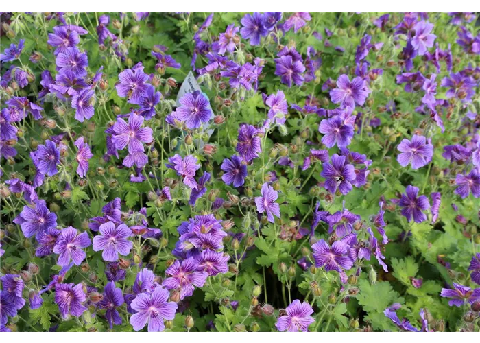 Geranium x magnificum