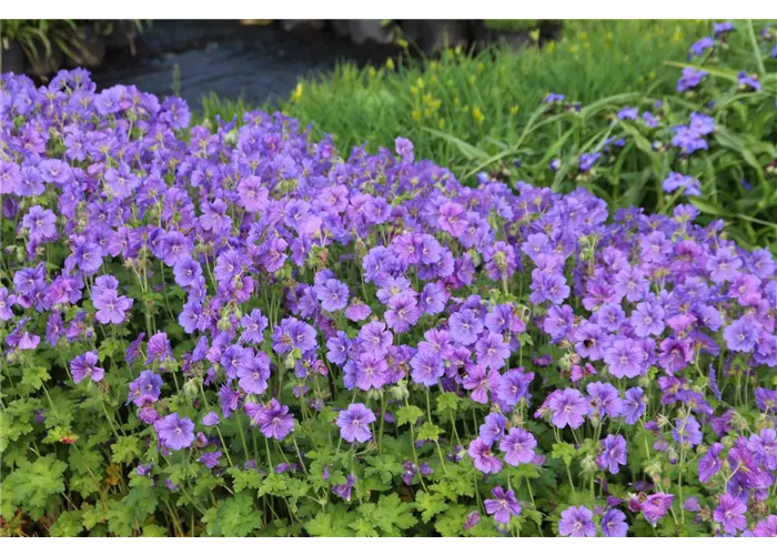 Geranium x magnificum 'Anemoniflorum'
