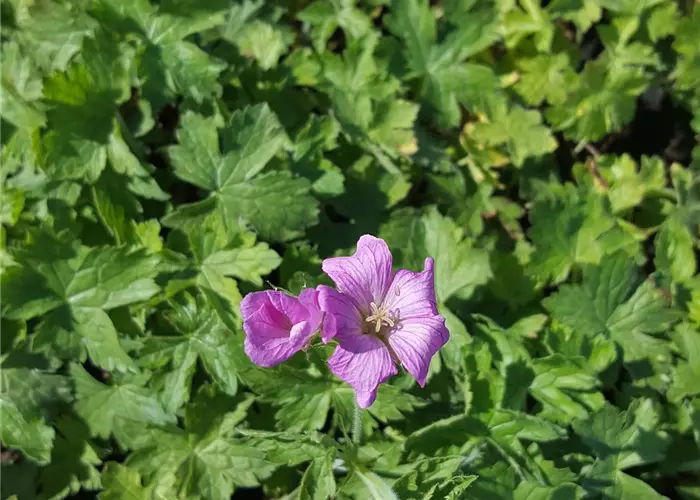 Geranium x oxonianum 'Rosenlicht'