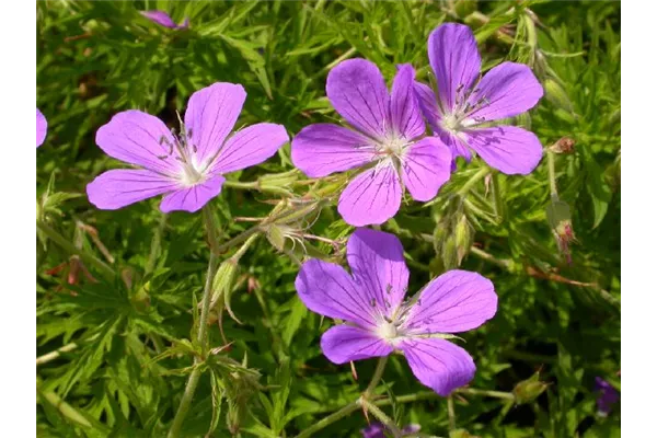 Garten-Storchschnabel 'Nimbus'