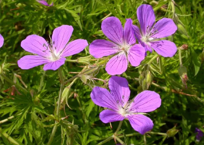 Geranium x pratense 'Nimbus'