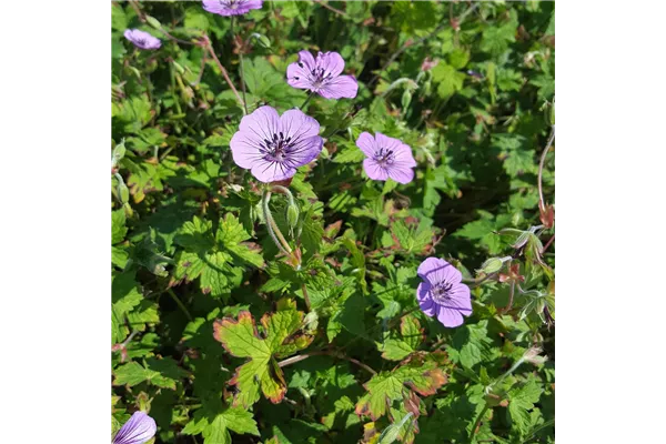 Garten-Storchschnabel 'Pink Penny'®