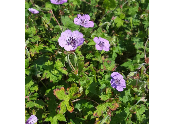 Geranium x wallichianum 'Pink Penny' -R-