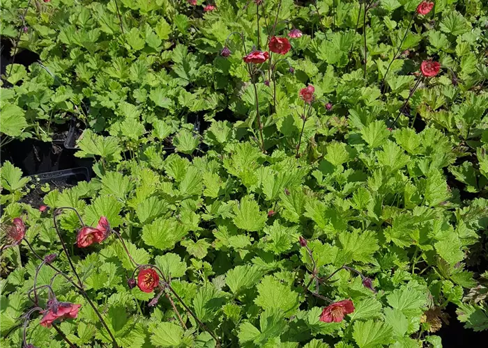 Geum rivale 'Flames of Passion' -R-