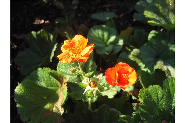 Garten-Nelkenwurz 'Georgenberg'