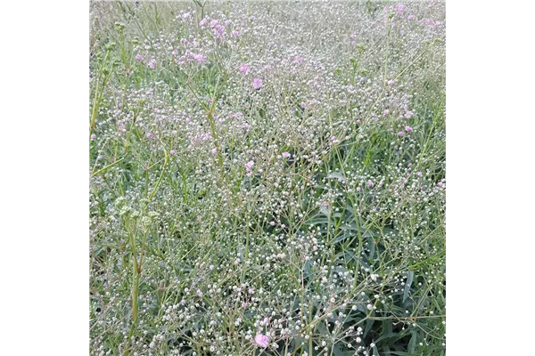 Garten-Schleierkraut 'Flamingo'