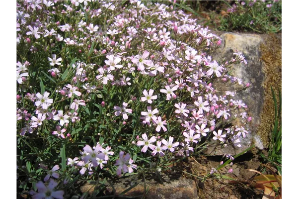 Garten-Schleierkraut 'Schneeflocke'