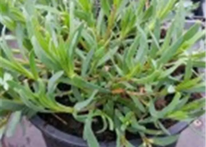 Gypsophila repens 'Rosenschleier'