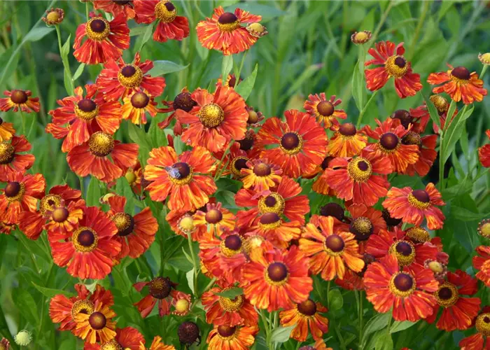 Helenium x cult.'Baudirektor Linne'