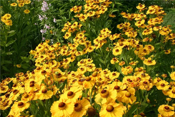 Garten-Sonnenbraut 'Goldrausch'