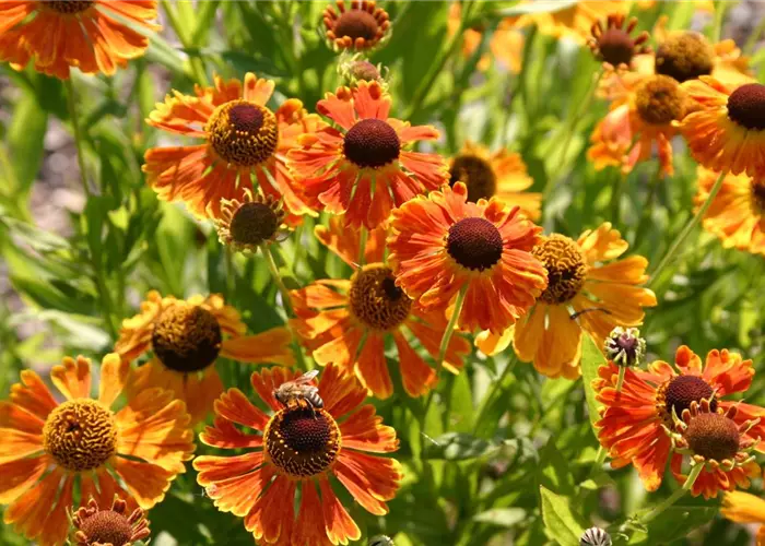 Helenium x cult.'Waltraud'
