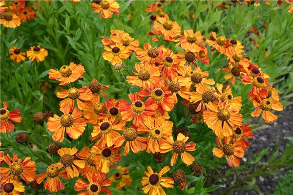 Garten-Sonnenbraut 'Wonadonga'