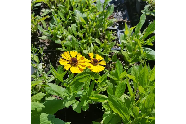 Garten-Sonnenbraut 'Zimbelstern'