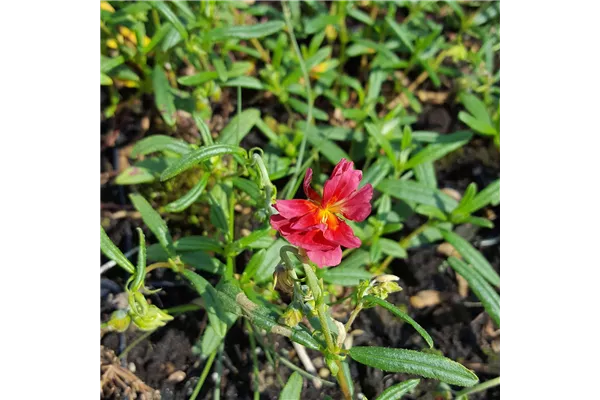 Garten-Sonnenröschen 'Cerise Queen'