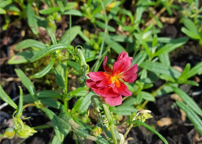 Helianthemum x cult.'Cerise Queen'