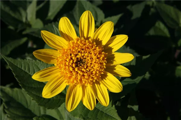 Garten-Stauden-Sonnenblume 'Meteor'