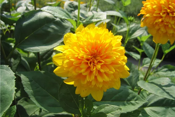 Garten-Stauden-Sonnenblume 'Soleil d´Or'