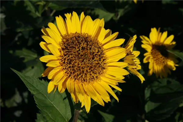 Garten-Stauden-Sonnenblume 'Triomphe de Gand'