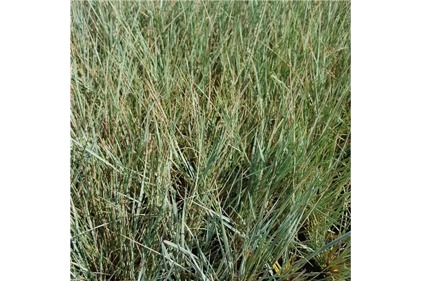Wiesen-Blaustrahlhafer