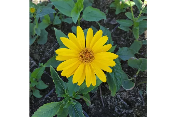 Garten-Sonnenauge 'Hohlspiegel'