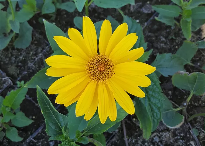 Heliopsis scabra 'Hohlspiegel'