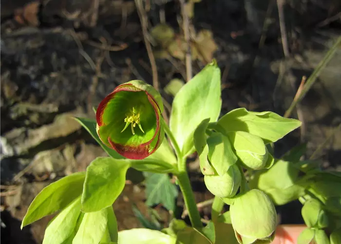 Helleborus foetidus