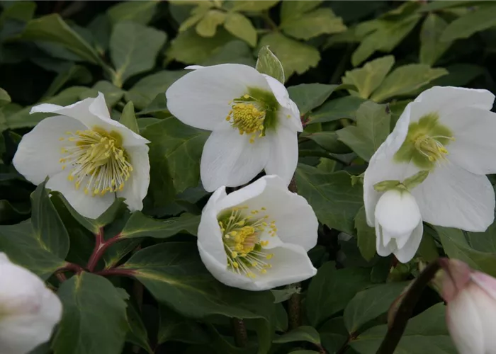 Helleborus niger