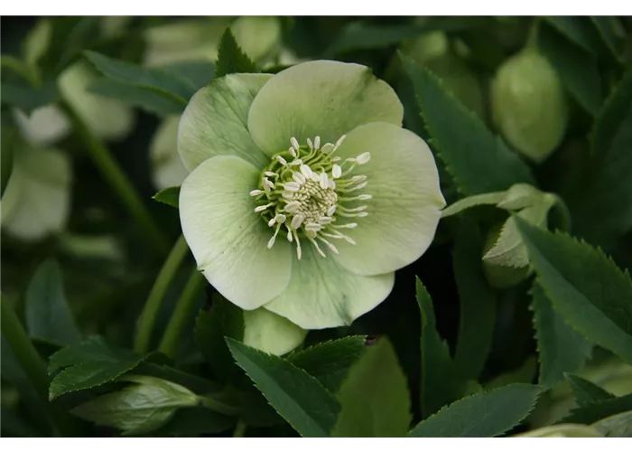 Helleborus x orientalis