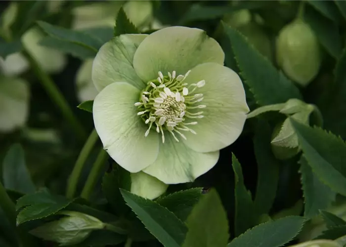 Helleborus x orientalis