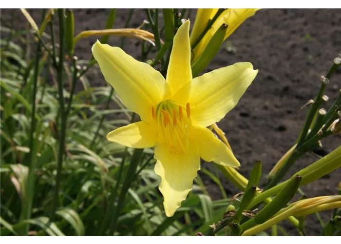 Hemerocallis citrina