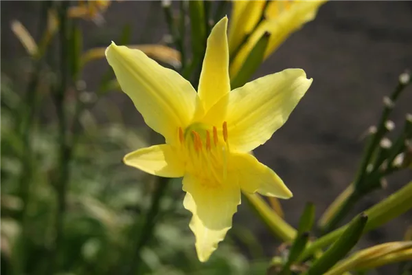 Kleine Taglilie