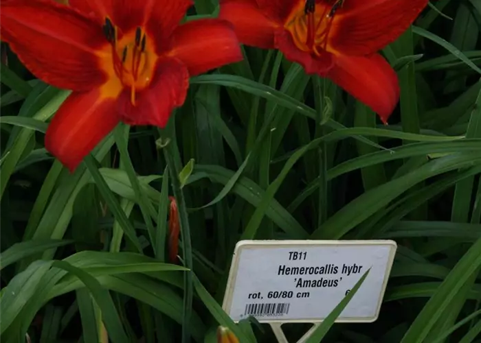 Hemerocallis x cult.'Amadeus'