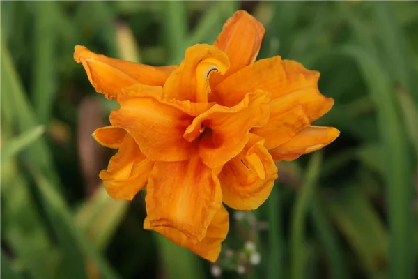 Garten-Taglilie 'Bandolero'